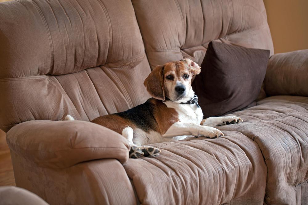 A landlord-tenant lease covers pets and any associated fees.
