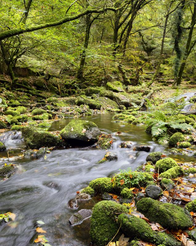 Bathing in a public creek is considered a public nuisance.