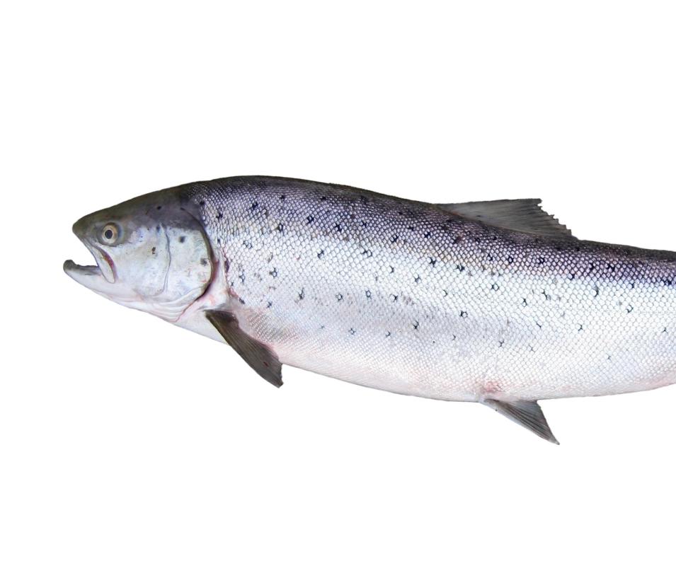 Atlantic salmon are endangered in some locations, so fishing for them may be illegal.