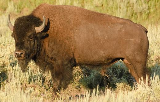 Overgrazing became a problem in the United States when cattle were placed on lands previously dominated by the American buffalo.