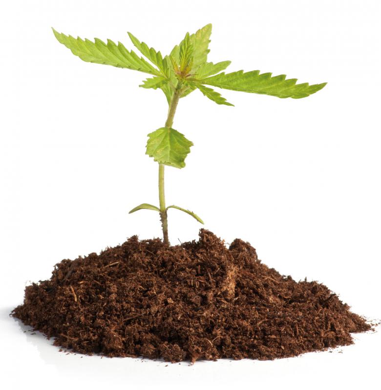 It's legal to grow marijuana in some countries.