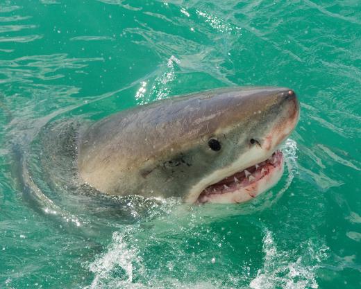 Rossomo's formula showed that great white sharks waited in a specific area for their prey.